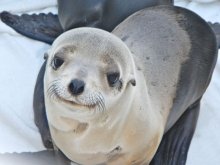 Photo of a sea lion